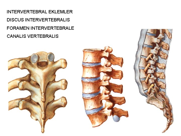 INTERVERTEBRAL EKLEMLER DISCUS INTERVERTEBRALIS FORAMEN INTERVERTEBRALE CANALIS VERTEBRALIS 