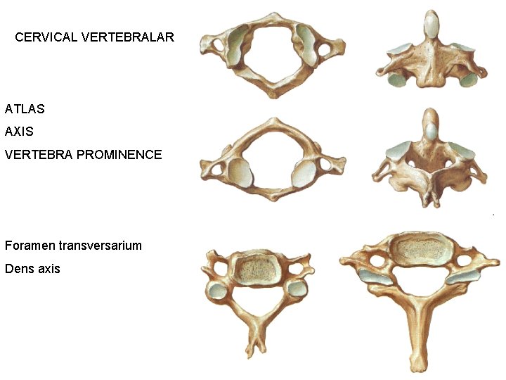 CERVICAL VERTEBRALAR ATLAS AXIS VERTEBRA PROMINENCE Foramen transversarium Dens axis 