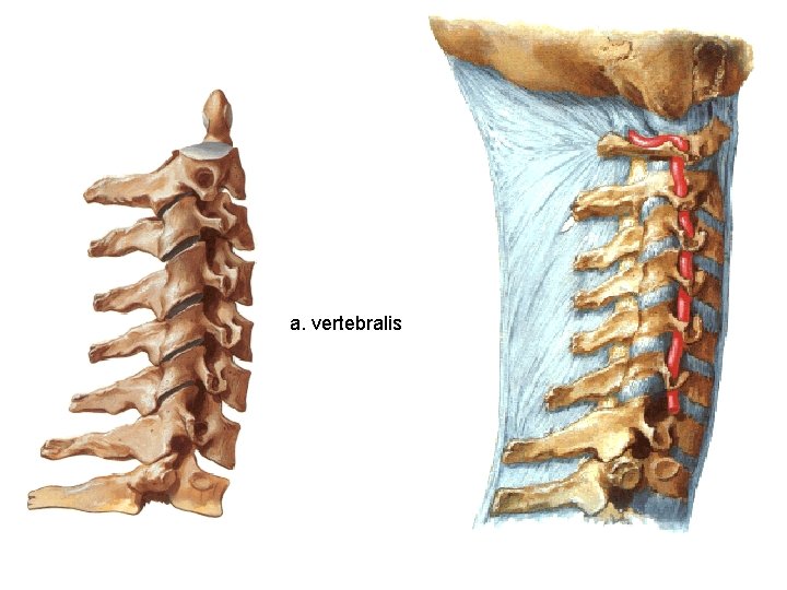 a. vertebralis 