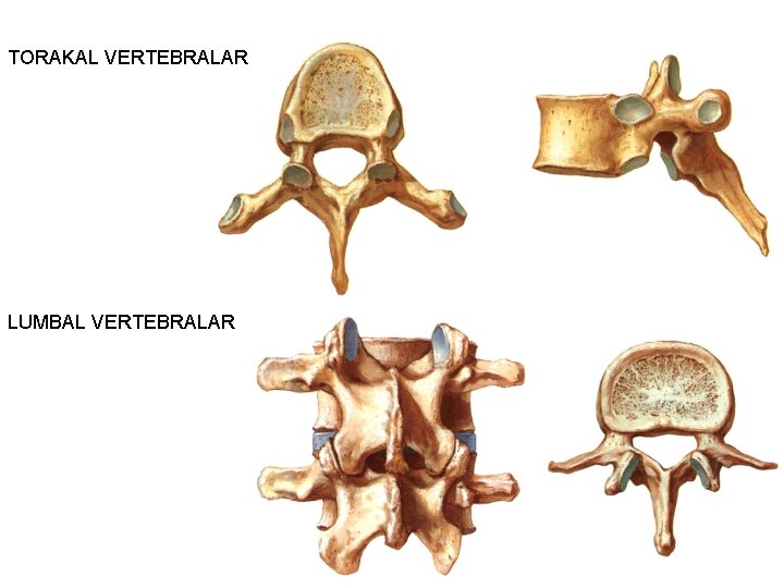 TORAKAL VERTEBRALAR LUMBAL VERTEBRALAR 