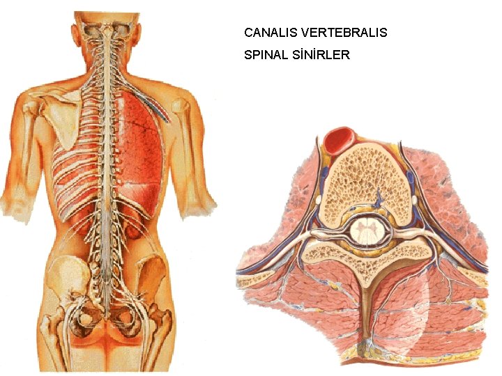 CANALIS VERTEBRALIS SPINAL SİNİRLER 