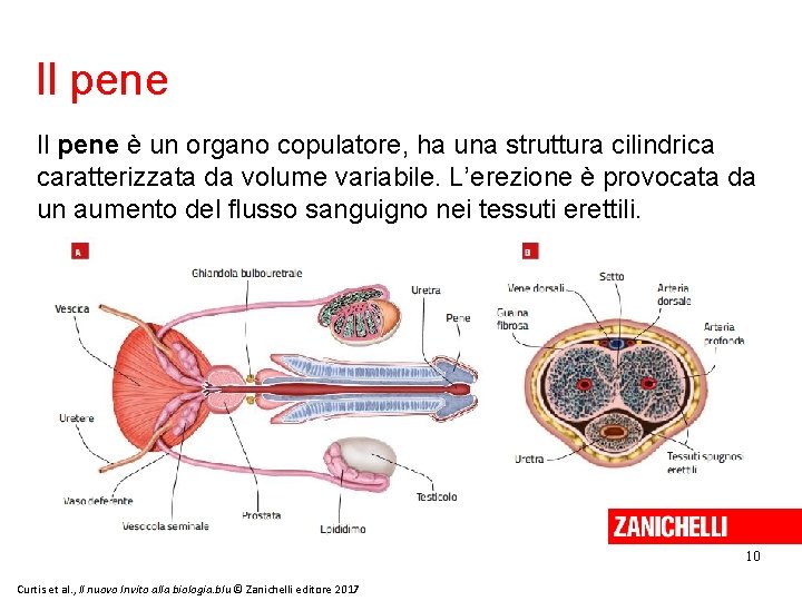 Il pene è un organo copulatore, ha una struttura cilindrica caratterizzata da volume variabile.