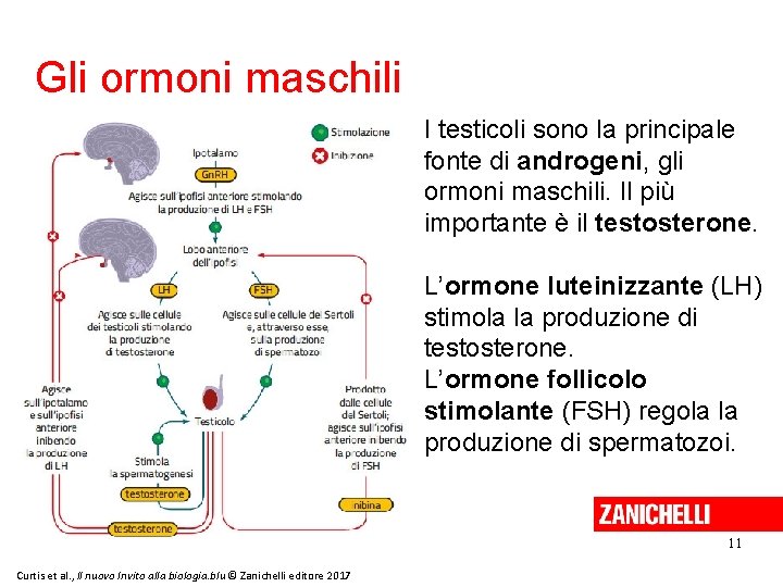 Gli ormoni maschili I testicoli sono la principale fonte di androgeni, gli ormoni maschili.