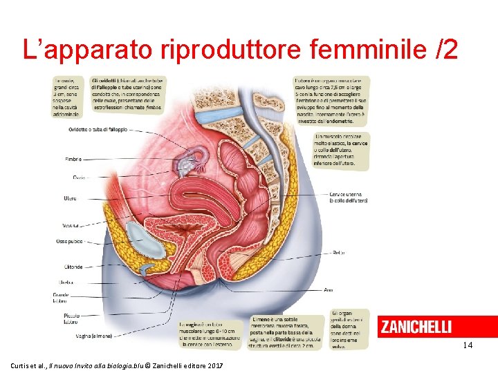 L’apparato riproduttore femminile /2 14 Curtis et al. , Il nuovo Invito alla biologia.