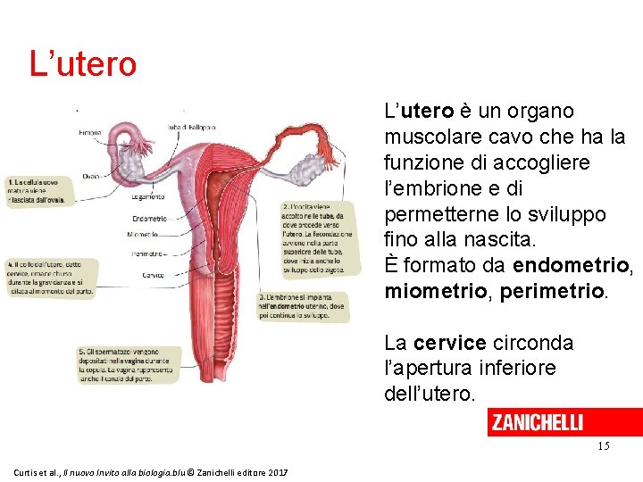 L’utero è un organo muscolare cavo che ha la funzione di accogliere l’embrione e