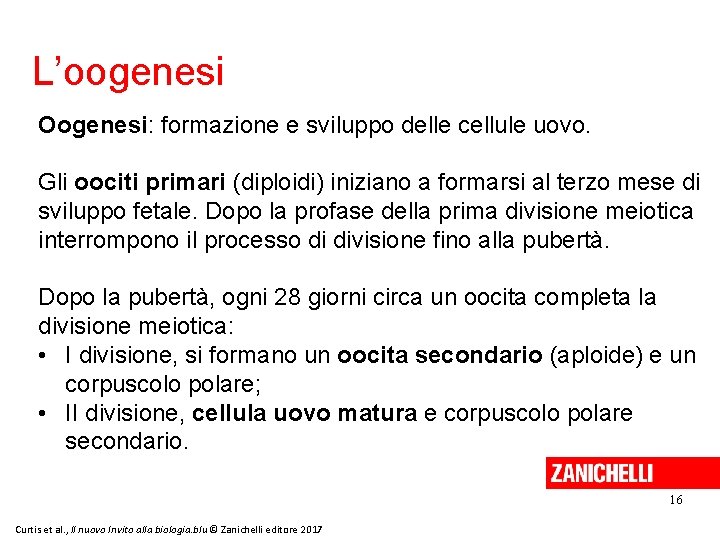 L’oogenesi Oogenesi: formazione e sviluppo delle cellule uovo. Gli oociti primari (diploidi) iniziano a