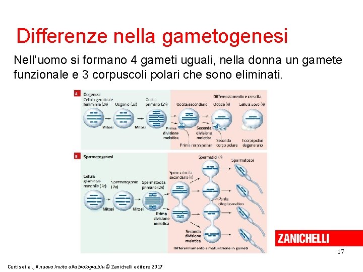 Differenze nella gametogenesi Nell’uomo si formano 4 gameti uguali, nella donna un gamete funzionale
