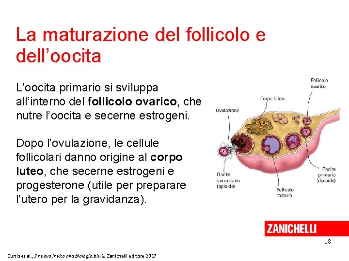 La maturazione del follicolo e dell’oocita L’oocita primario si sviluppa all’interno del follicolo ovarico,