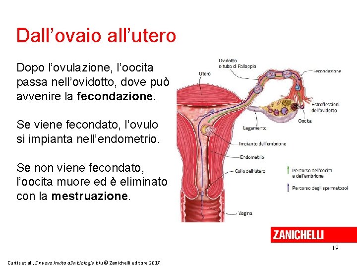 Dall’ovaio all’utero Dopo l’ovulazione, l’oocita passa nell’ovidotto, dove può avvenire la fecondazione. Se viene