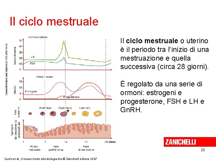 Il ciclo mestruale o uterino è il periodo tra l’inizio di una mestruazione e