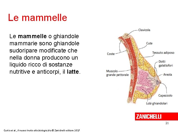 Le mammelle o ghiandole mammarie sono ghiandole sudoripare modificate che nella donna producono un