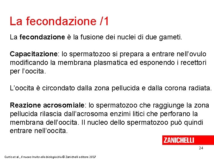 La fecondazione /1 La fecondazione è la fusione dei nuclei di due gameti. Capacitazione: