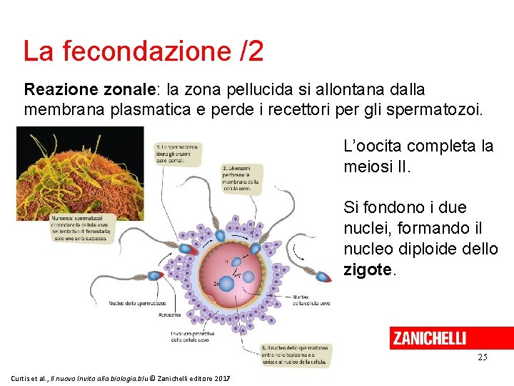 La fecondazione /2 Reazione zonale: la zona pellucida si allontana dalla membrana plasmatica e