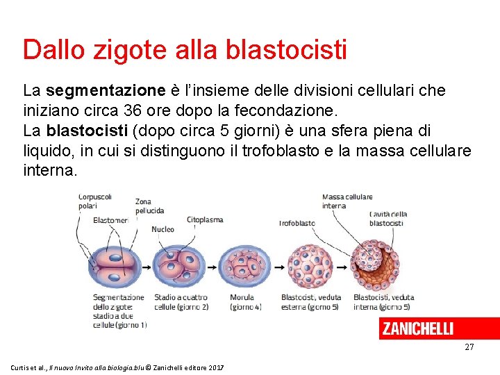 Dallo zigote alla blastocisti La segmentazione è l’insieme delle divisioni cellulari che iniziano circa