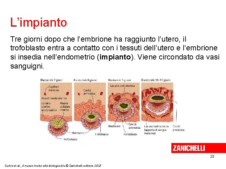 L’impianto Tre giorni dopo che l’embrione ha raggiunto l’utero, il trofoblasto entra a contatto