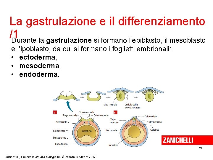 La gastrulazione e il differenziamento /1 Durante la gastrulazione si formano l’epiblasto, il mesoblasto