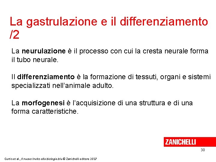 La gastrulazione e il differenziamento /2 La neurulazione è il processo con cui la