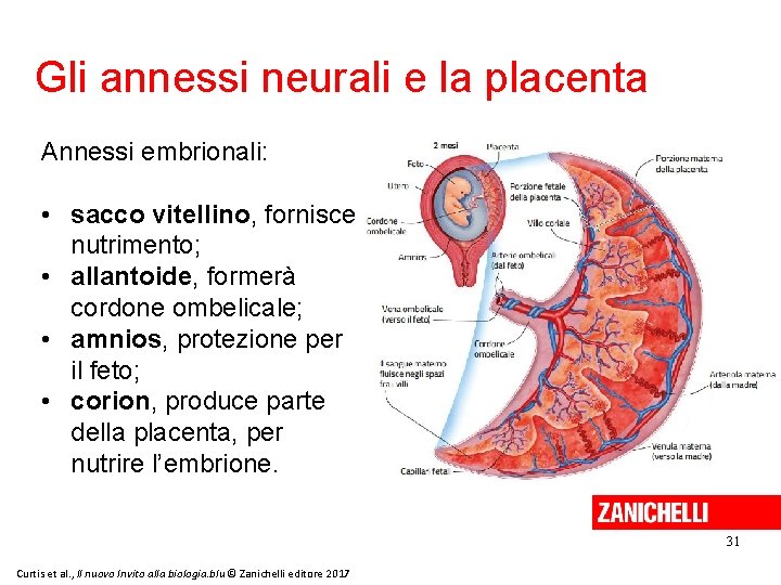 Gli annessi neurali e la placenta Annessi embrionali: • sacco vitellino, fornisce nutrimento; •