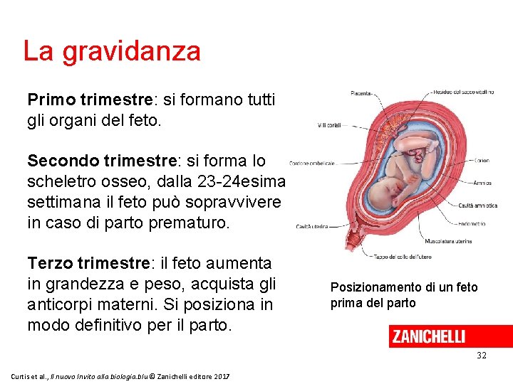La gravidanza Primo trimestre: si formano tutti gli organi del feto. Secondo trimestre: si
