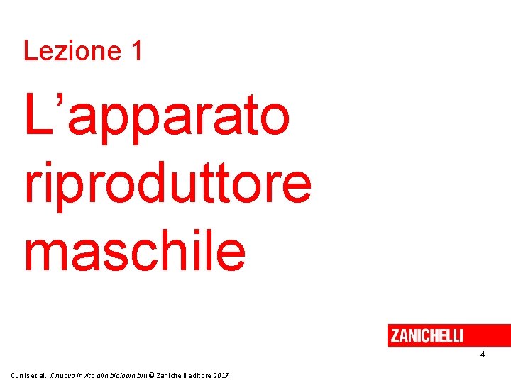 Lezione 1 L’apparato riproduttore maschile 4 Curtis et al. , Il nuovo Invito alla