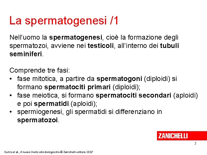La spermatogenesi /1 Nell’uomo la spermatogenesi, cioè la formazione degli spermatozoi, avviene nei testicoli,
