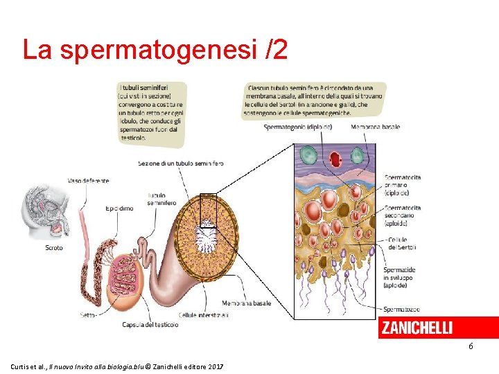 La spermatogenesi /2 6 Curtis et al. , Il nuovo Invito alla biologia. blu