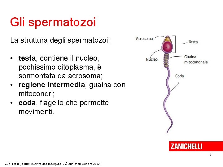 Gli spermatozoi La struttura degli spermatozoi: • testa, contiene il nucleo, pochissimo citoplasma, è
