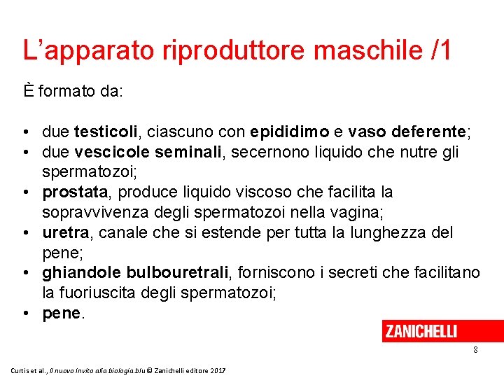 L’apparato riproduttore maschile /1 È formato da: • due testicoli, ciascuno con epididimo e