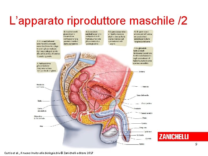 L’apparato riproduttore maschile /2 9 Curtis et al. , Il nuovo Invito alla biologia.
