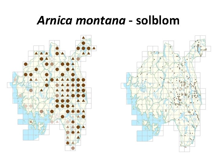 Arnica montana - solblom 