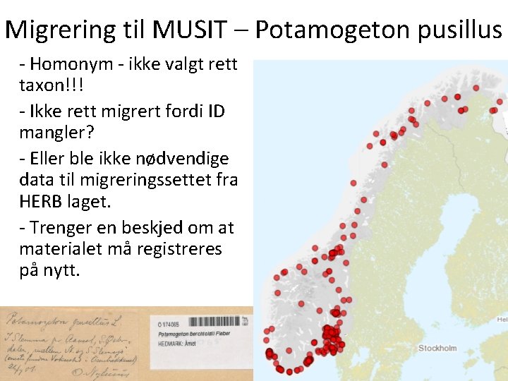 Migrering til MUSIT – Potamogeton pusillus - Homonym - ikke valgt rett taxon!!! -