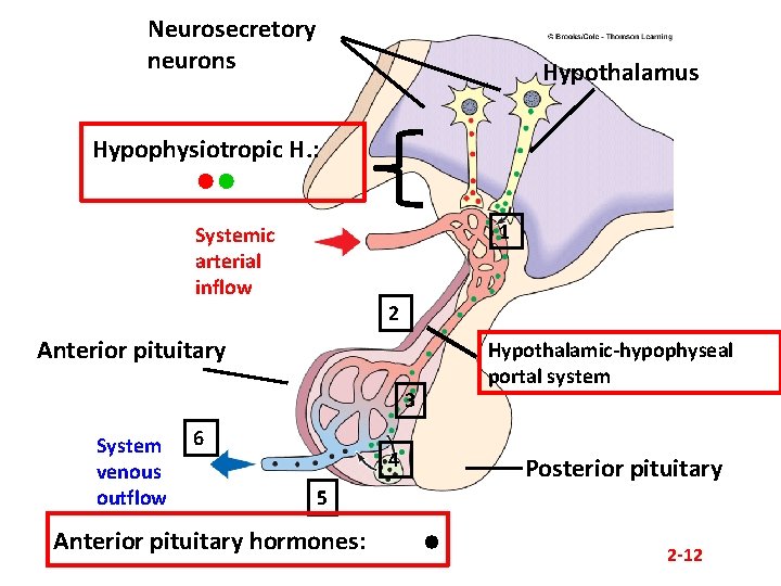 Neurosecretory neurons Hypothalamus Hypophysiotropic H. : ●● 1 Systemic arterial inflow 2 Anterior pituitary