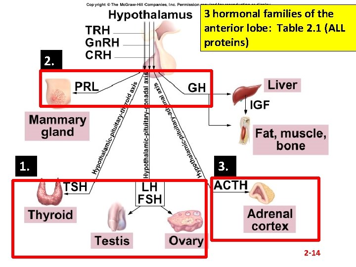 3 hormonal families of the anterior lobe: Table 2. 1 (ALL proteins) 2. 1.