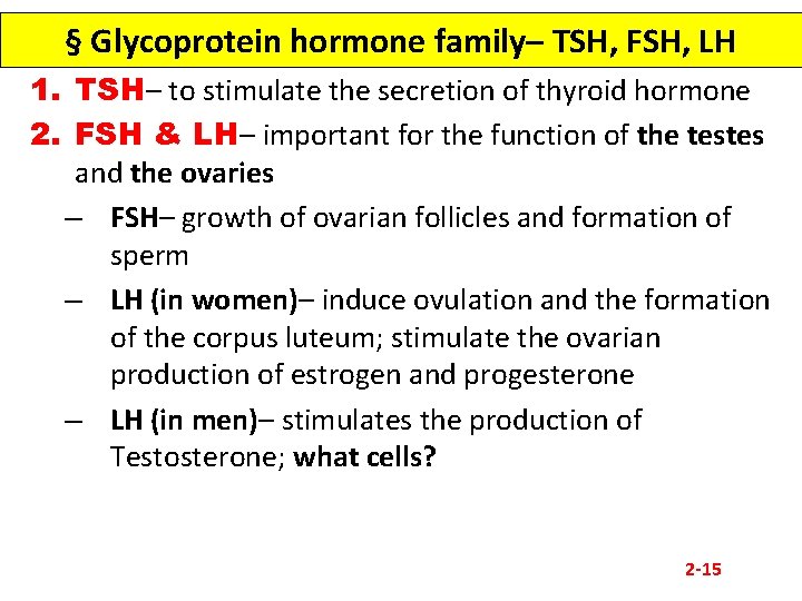 § Glycoprotein hormone family– TSH, FSH, LH 1. TSH– to stimulate the secretion of