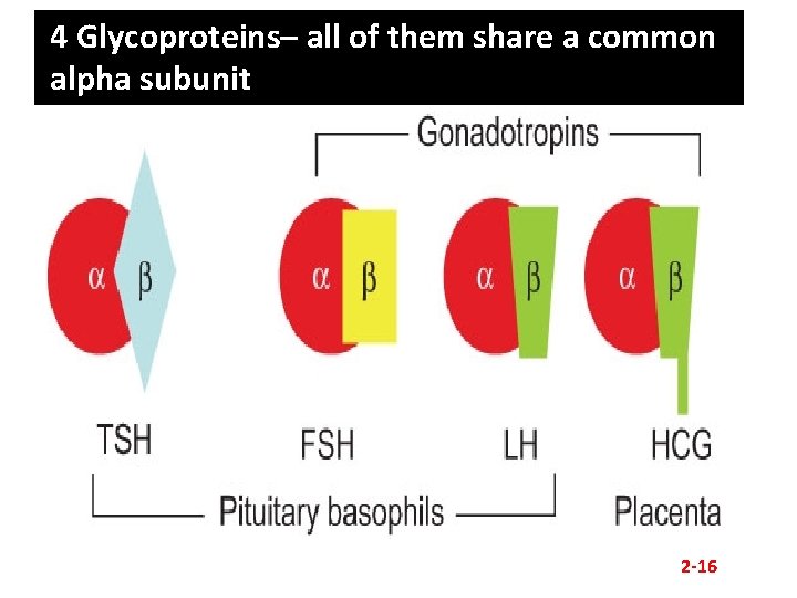 4 Glycoproteins– all of them share a common alpha subunit 2 -16 
