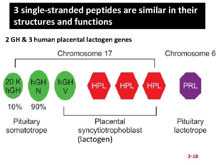 3 single-stranded peptides are similar in their structures and functions 2 GH & 3