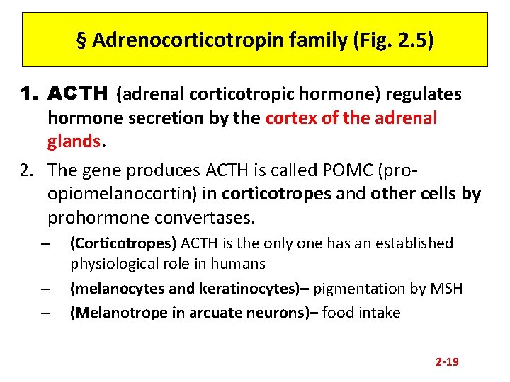 § Adrenocorticotropin family (Fig. 2. 5) 1. ACTH (adrenal corticotropic hormone) regulates hormone secretion