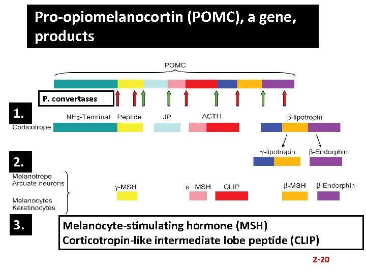 Pro-opiomelanocortin (POMC), a gene, products P. convertases 1. 2. 3. Melanocyte-stimulating hormone (MSH) Corticotropin-like