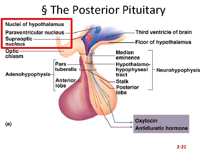 § The Posterior Pituitary 2 -21 