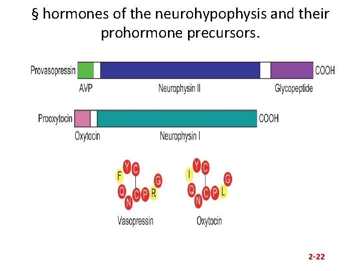 § hormones of the neurohypophysis and their prohormone precursors. 2 -22 