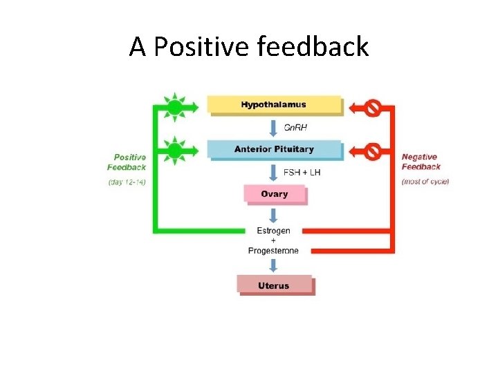 A Positive feedback 