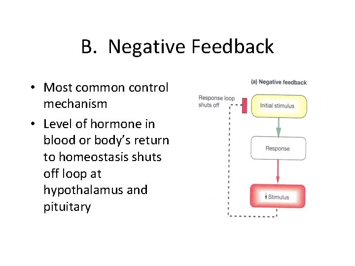 B. Negative Feedback • Most common control mechanism • Level of hormone in blood