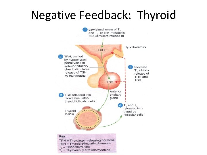 Negative Feedback: Thyroid 