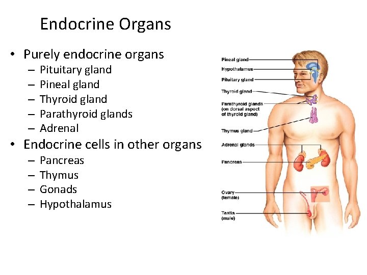 Endocrine Organs • Purely endocrine organs – – – Pituitary gland Pineal gland Thyroid