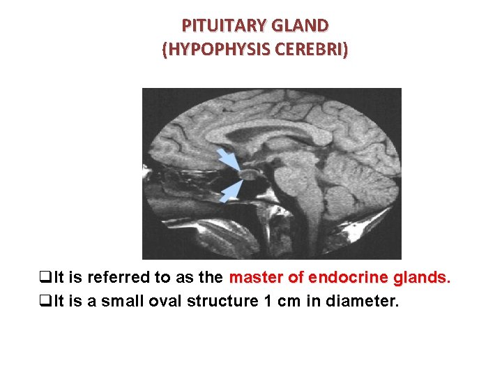 PITUITARY GLAND (HYPOPHYSIS CEREBRI) q. It is referred to as the master of endocrine