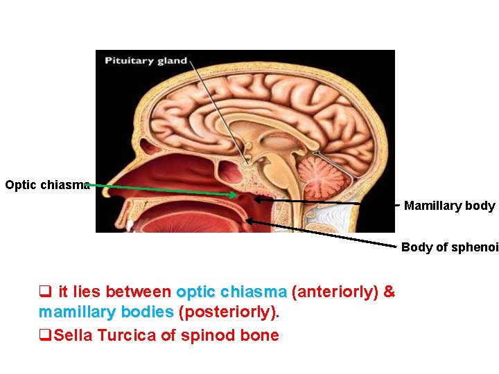 Optic chiasma Mamillary body Body of sphenoid q it lies between optic chiasma (anteriorly)