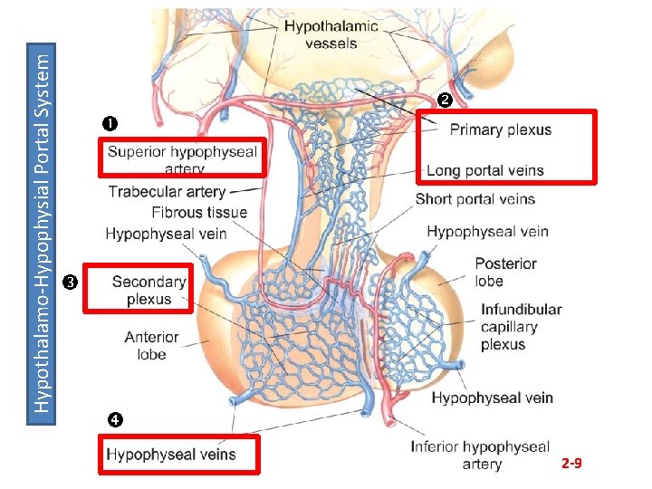 Hypothalamo-Hypophysial Portal System 2 -9 