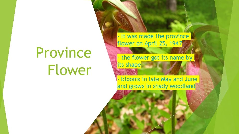 Province Flower - It was made the province flower on April 25, 1947 -