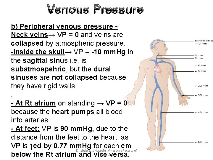 Venous Pressure b) Peripheral venous pressure Neck veins→ VP = 0 and veins are