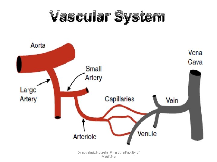 Vascular System Dr abdelaziz Hussein, Mnasoura Faculty of Medicine 